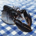 Homard sur assiettte